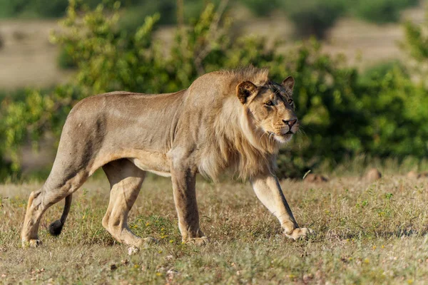 Leone Panthera Leo Caccia Maschile Nella Riserva Caccia Del Mashatu — Foto Stock