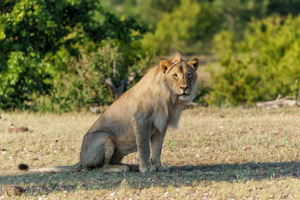 Leone Panthera Leo Caccia Maschile Nella Riserva Caccia Del Mashatu — Foto Stock