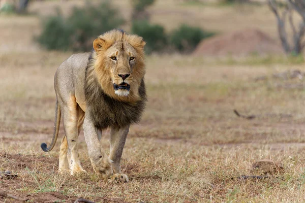 Lev Panthera Leo Mužský Lov Rezervaci Mashatu Zvěře Bloku Tuli — Stock fotografie