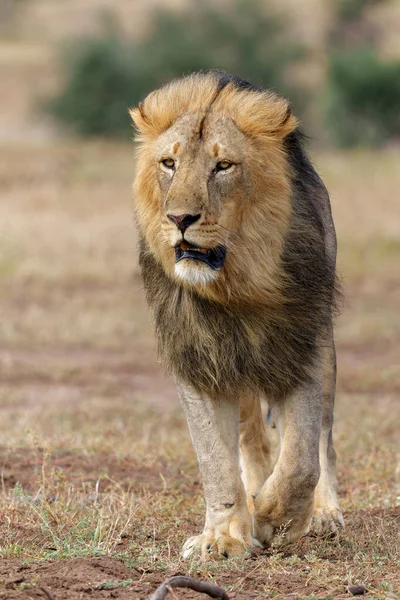 Lion Panthera Leo Male Hunting Mashatu Game Reserve Tuli Block — Stock Photo, Image