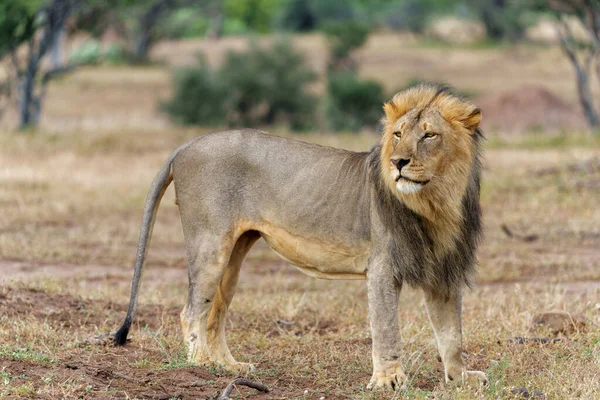 Lwa Panthera Leo Samiec Polowanie Mashatu Game Reserve Bloku Tuli — Zdjęcie stockowe