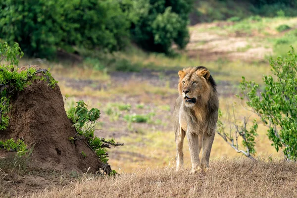 Охота Льва Panthera Leo Заповеднике Машату Ботсване — стоковое фото