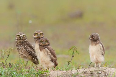 Kazıcı baykuş (Athene cunicularia). Ebeveynlerden biri ve küçük civcivlerden biri Brezilya 'da Kuzey Pantanal' da bir çukur kazıyor. 
