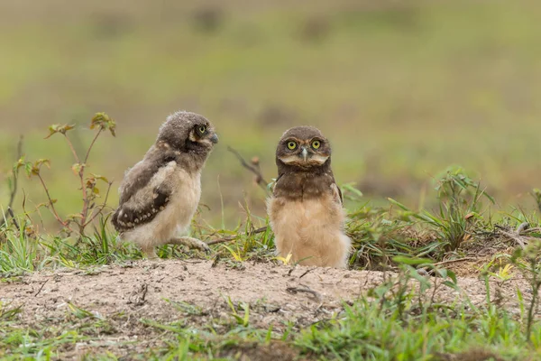 Burrowing Owl Athene Cunicularia Small Chicks Standing Burrow Field North — Stock Photo, Image