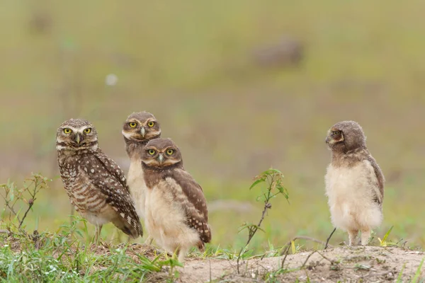 Burrowing Owl Athene Cunicularia One Parents Small Chicks Standing Burrow — Stock Photo, Image