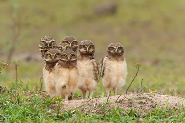 Burrowing Owl Athene Cunicularia Uno Los Padres Los Polluelos Pie —  Fotos de Stock