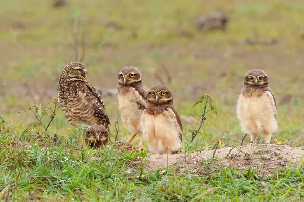 Burrowing Owl Athene Cunicularia Uno Los Padres Los Polluelos Pie —  Fotos de Stock