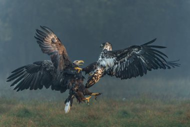 Kartal savaşı. Beyaz kuyruklu kartallar (Haliaeetus albicilla) Polonya ormanlarındaki bir tarlada yiyecek için savaşıyorlar.. 