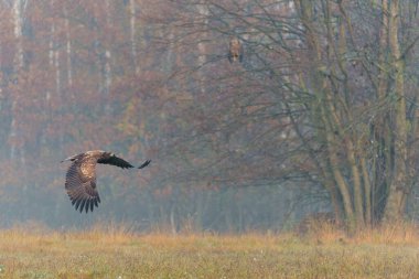 Kartal uçuyor. Beyaz kuyruklu kartallar (Haliaeetus albicilla), sisli bir sonbahar sabahında Polonya ormanındaki bir tarlada yiyecek aramak için uçarlar..