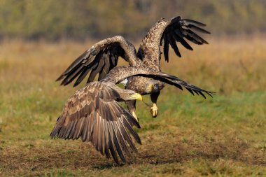 Kartal savaşı. Beyaz kuyruklu kartallar (Haliaeetus albicilla) Polonya ormanlarındaki bir tarlada yiyecek için savaşıyorlar.. 