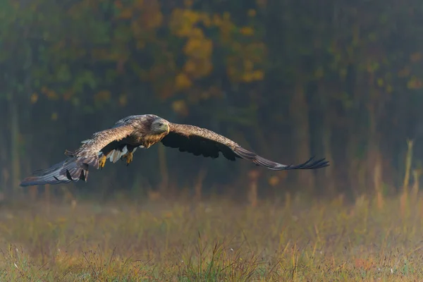 Adlerflug Seeadler Haliaeetus Albicilla Fliegen Einem Nebligen Herbstmorgen Auf Einem — Stockfoto