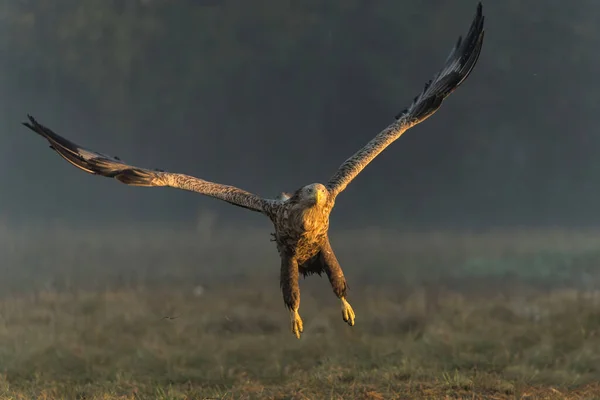 Orel Letí Orel Běloocasý Haliaeetus Albicilla Letící Poli Polském Lese — Stock fotografie