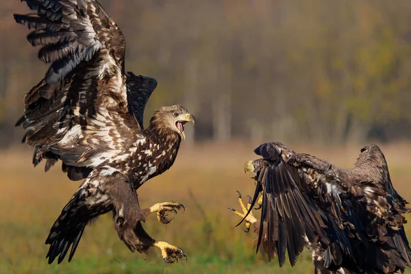ワシの戦い ポーランドの森の畑で食料のために戦う白尾ワシ ハリエトゥス アルビキラ — ストック写真