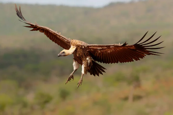 White Backed Vulture Gyps Africanus Létání Těsně Před Přistáním Zimanga — Stock fotografie