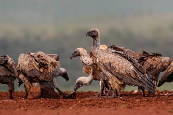 Avvoltoio Bianco Gyps Africanus Alla Ricerca Cibo Nella Zimanga Game — Foto Stock