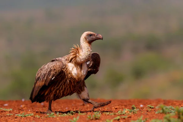 White Backed Vulture Gyps Africanus Procura Alimentos Zimanga Game Reserve — Fotografia de Stock