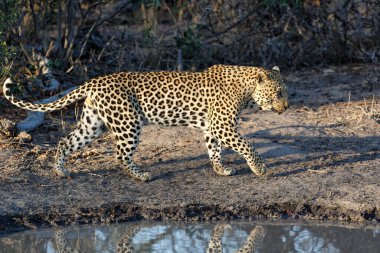 Leopar (Panthera pardus) erkek, Güney Afrika 'nın Büyük Kruger Bölgesi' nde bulunan Sabi Sands av bölgesinde yiyecek arıyor.