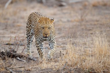 Leopar (Panthera pardus) erkek, Güney Afrika 'nın Büyük Kruger Bölgesi' nde bulunan Sabi Sands av bölgesinde yiyecek arıyor.