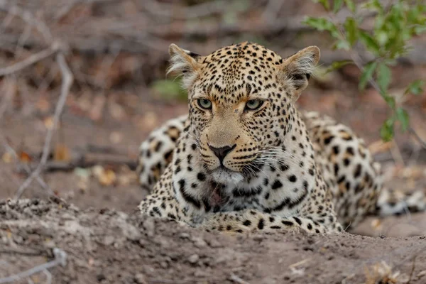 Leopardo Panthera Pardus Fêmea Procura Comida Sabi Sands Reserva Caça — Fotografia de Stock