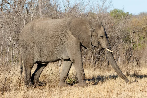 南アフリカのグレータークルーガー地域のサビ サンズゲームリザーブで早朝に象の散歩 — ストック写真