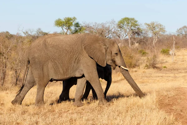 Slon Kráčí Brzy Ráno Sabi Sands Game Reserve Oblasti Velkého — Stock fotografie