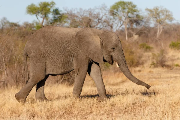 南非大克鲁格地区萨比沙沙野生动物保护区的大象清晨散步 — 图库照片