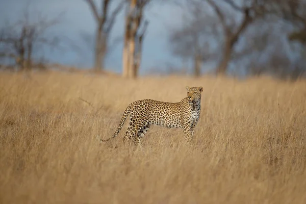 Leopardo Panthera Pardus Fêmea Procura Comida Sabi Sands Reserva Caça — Fotografia de Stock