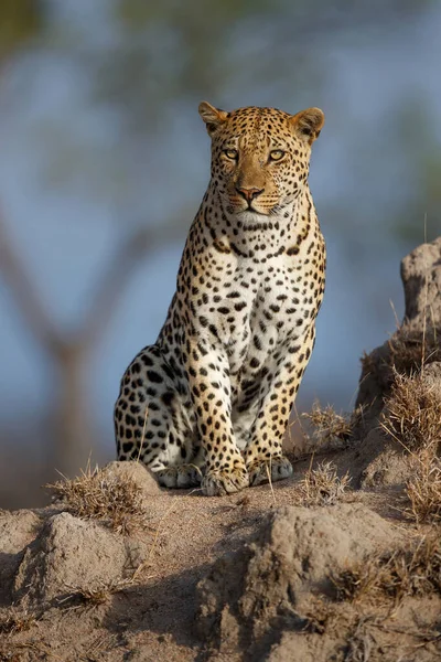 Leopard Panthera Pardus Самець Який Шукає Їжу Заповіднику Сабі Сендс — стокове фото