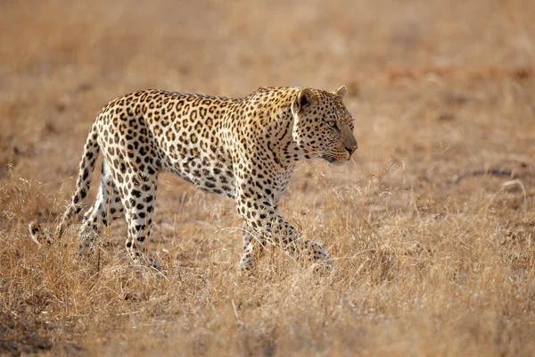 Leopard Panthera Pardus Samec Který Hledá Potravu Rezervaci Sabi Sands — Stock fotografie