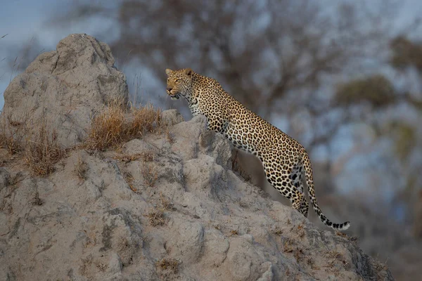 Leopard Panthera Pardus Perempuan Mencari Makanan Sabi Sands Greater Kruger — Stok Foto