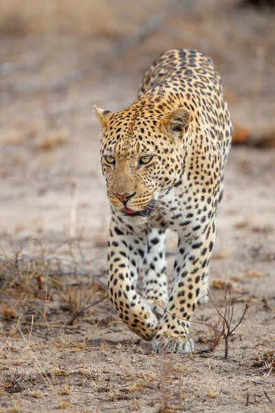 Leopardo Panthera Pardus Macho Busca Alimento Reserva Caza Sabi Sands — Foto de Stock