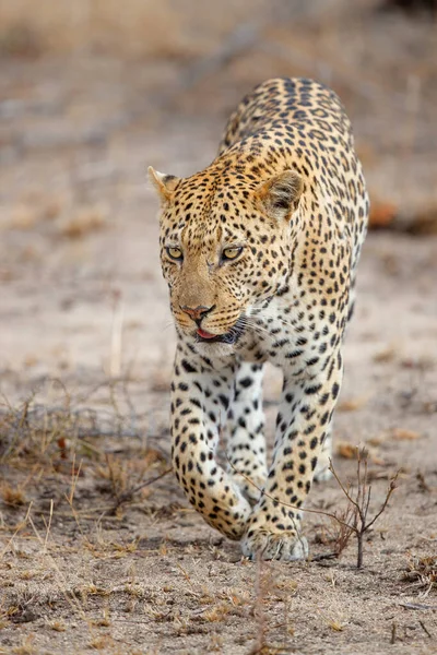 Leopárd Panthera Pardus Férfi Keres Élelmiszer Sabi Sands Vadrezervátumban Nagyobb — Stock Fotó