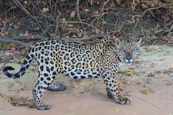Polowanie Jaguary Panthera Onca Północnym Pantanalu Mata Grosso Brazylii — Zdjęcie stockowe