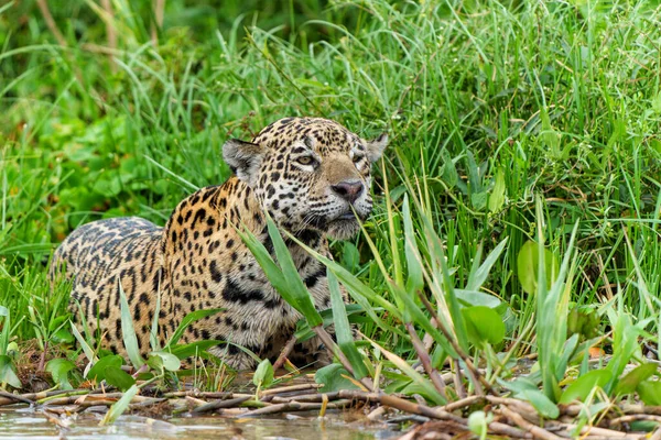 Jaguar Panthera Onca Vadászat Északi Pantanal Mata Grosso Brazíliában — Stock Fotó