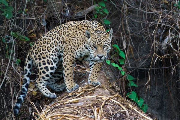 Jaguar Panthera Onca Jagen Noordelijke Pantanal Mata Grosso Brazilië — Stockfoto
