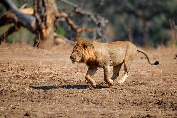 African Lion (Panthera leo) adult male running to scare the vulture away from its kill in Mana Pools National Park, Zimbabwe
