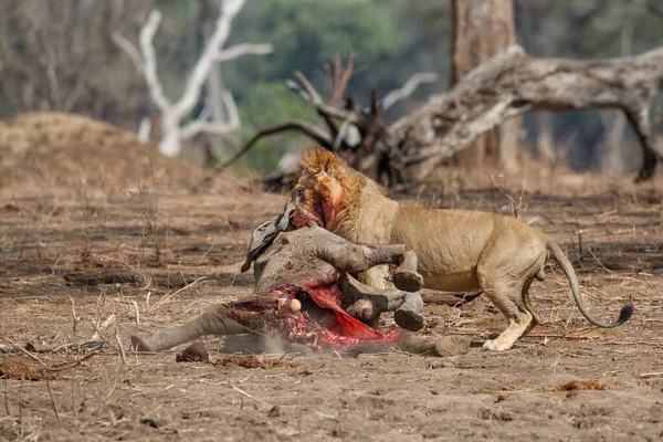 Африканський Лев Panthera Leo Самець Африканського Слона Loxodonta Africana Вбиває — стокове фото