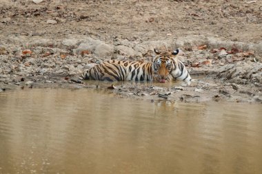 Tiger, Bengal Kaplanı (Panthera tigris Dicle), Hindistan 'daki Bandhavgarh Milli Parkı' nda.
