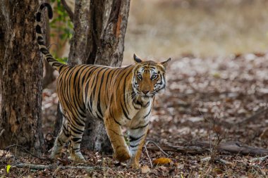 Tiger, Bengal Kaplanı (Panthera tigris Dicle), Hindistan 'daki Bandhavgarh Milli Parkı' nda.