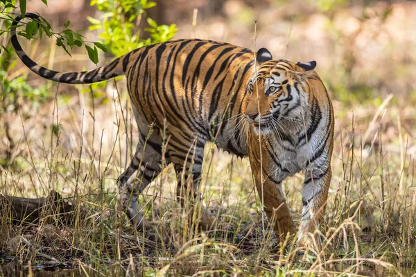 Tijger Bengaalse Tijger Panthera Tigris Tigris Bandhavgarh National Park India — Stockfoto