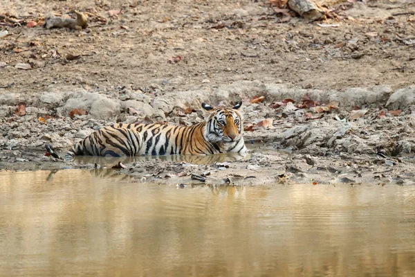Tiger Bengal Tiger Panthera Tigris Tigris Bandhavgarh National Park India — Stock Photo, Image