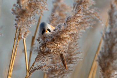 Sakallı reedling (Panurus biarmicus) erkek, Hollanda 'da kış mevsiminde öğleden sonra güneş ışığında sazlıkta tohum yiyor.