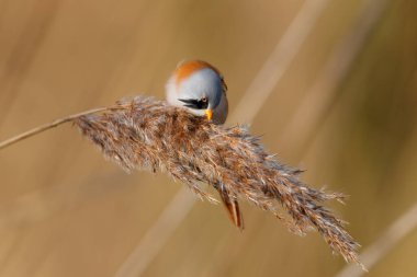 Sakallı reedling (Panurus biarmicus) erkek, Hollanda 'da kış mevsiminde öğleden sonra güneş ışığında sazlıkta tohum yiyor.