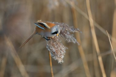 Sakallı reedling (Panurus biarmicus) erkek, Hollanda 'da kış mevsiminde öğleden sonra güneş ışığında sazlıkta tohum yiyor.