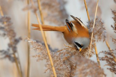 Sakallı reedling (Panurus biarmicus) erkek, Hollanda 'da kış mevsiminde öğleden sonra güneş ışığında sazlıkta tohum yiyor.