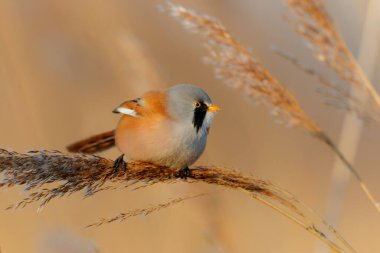 Sakallı reedling (Panurus biarmicus) erkek, Hollanda 'da kış mevsiminde öğleden sonra güneş ışığında sazlıkta tohum yiyor.