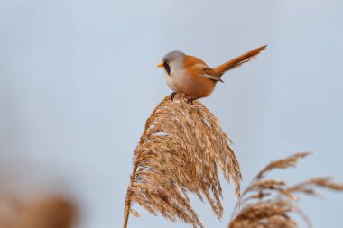 Sakallı reedling (Panurus biarmicus) erkek, Hollanda 'da kış mevsiminde öğleden sonra güneş ışığında sazlıkta tohum yiyor.