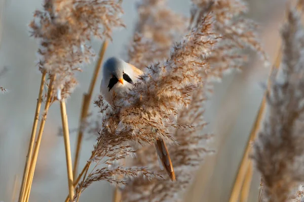 Bearded Reedling Panurus Biarmicus Male Eating Seeds Reed Late Afternoon — Foto Stock