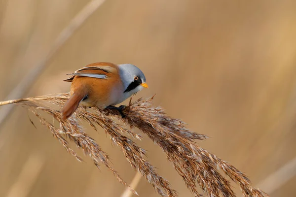 Bearded Reedling Panurus Biarmicus Male Eating Seeds Reed Late Afternoon — Foto Stock