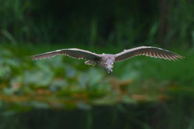 Genç Siyah Taç Giyen Gece Balıkçıl (Nycticorax nycticorax) karanlık bir arka planla küçük bir gölde takılıyor.    